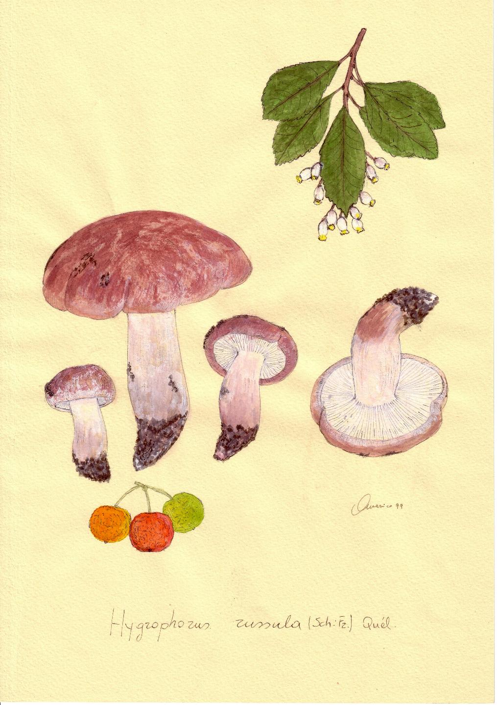 Hygrophorus russula  (Sch. : Fr.) Qulet